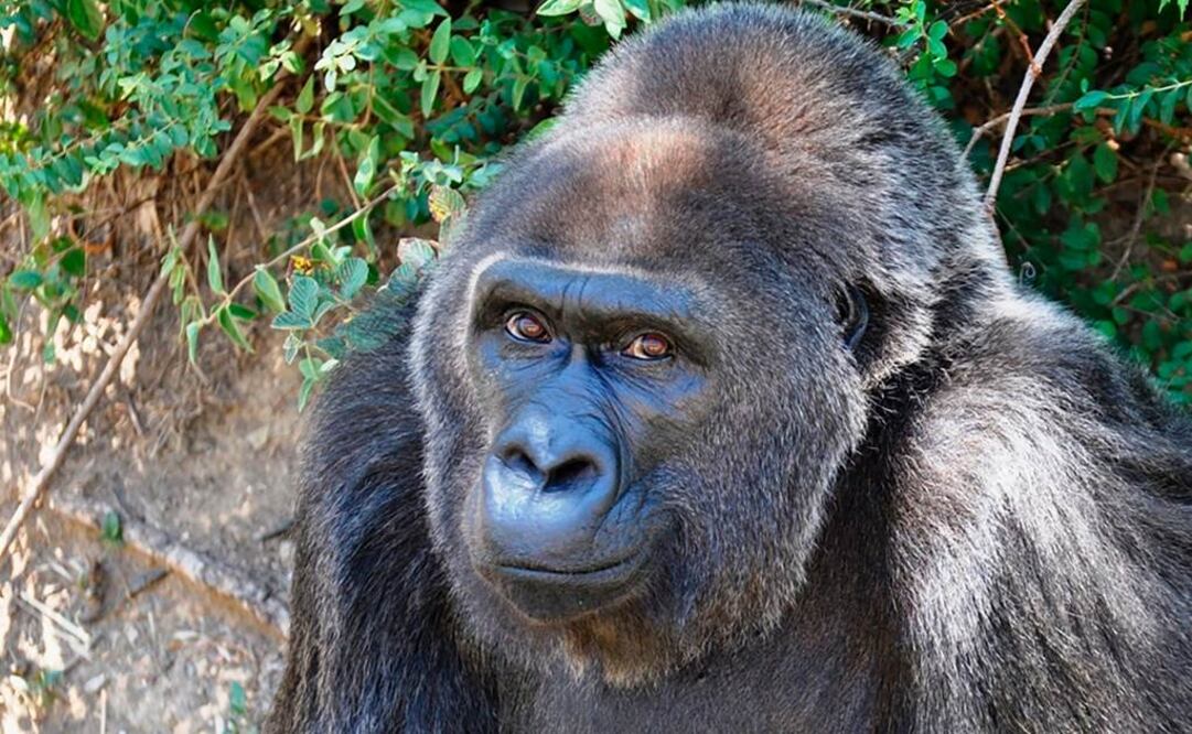 Trudy, la gorila occidental de llanura en cautiverio más vieja de la que se tiene conocimiento, ha muerto, informó el zoológico de Little Rock. Tenía 63 años. (Catherine Hopkins/Little Rock Zoo vía AP)