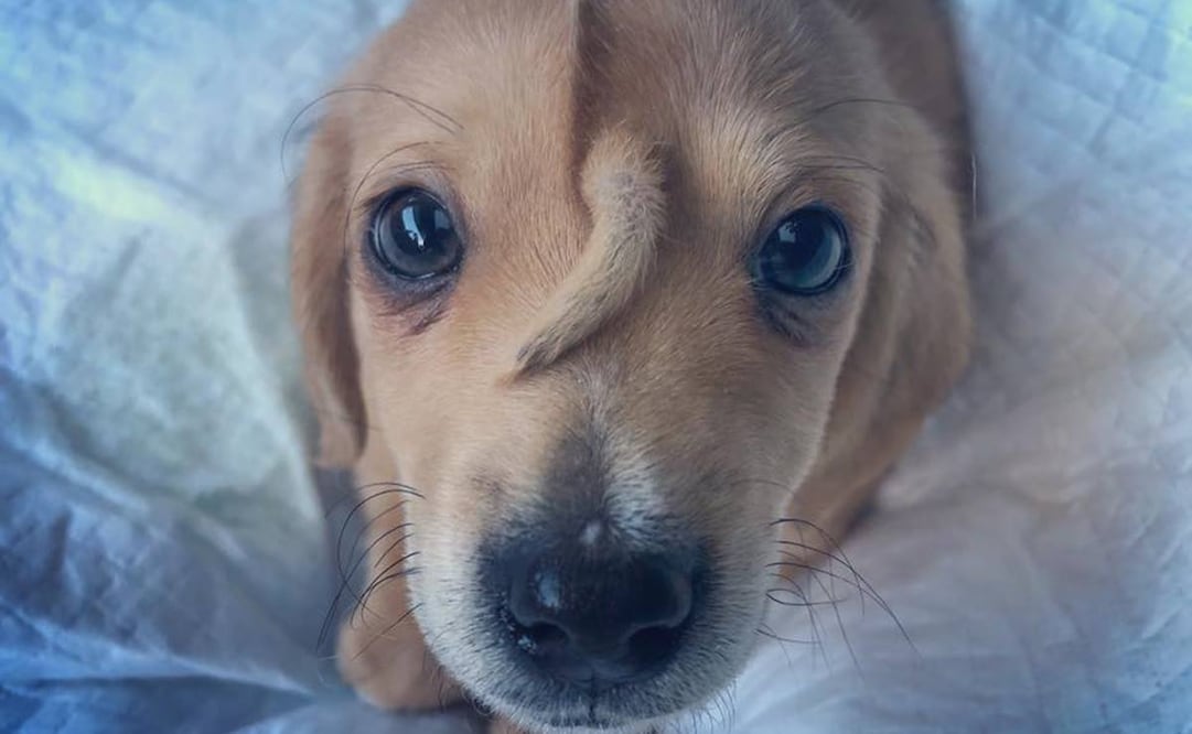 Foto: Facebook / Mac's Mission