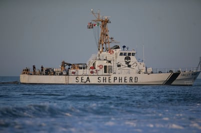 Refuerzan acciones para preservar vaquita marina