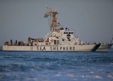 Refuerzan acciones para preservar vaquita marina
