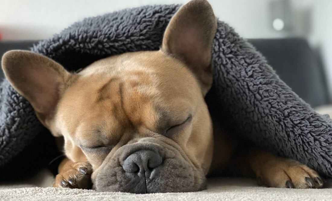 Partido Verde llama a cuidar a mascotas en temporada de frío (26/12/2024). Foto: Pixabay