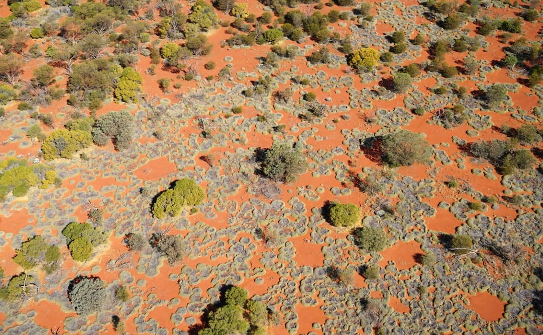 Los círculos de hadas se producen en Australia Occidental. Fotos: S Getzin, University of Göttingen