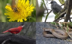 Sedema anuncia monitoreo de biodiversidad en CDMX; busca la conservación de espacios