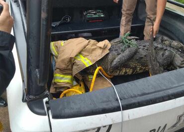 Bomberos someten a cocodrilo que paseaba en avenida de Tampico; no se salvó de “la manita de puerco”, bromean cibernautas