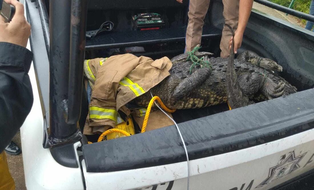 Someten a un enorme cocodrilo, que ciudadanos de Tampico reportaron que caminaba en la avenida Perimetra. Foto: Cortesía Objetivo Tamaulipas