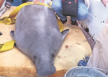 Urgen a proteger al manatí en Tabasco