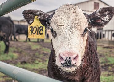 Registran caso de vaca loca en granja holandesa