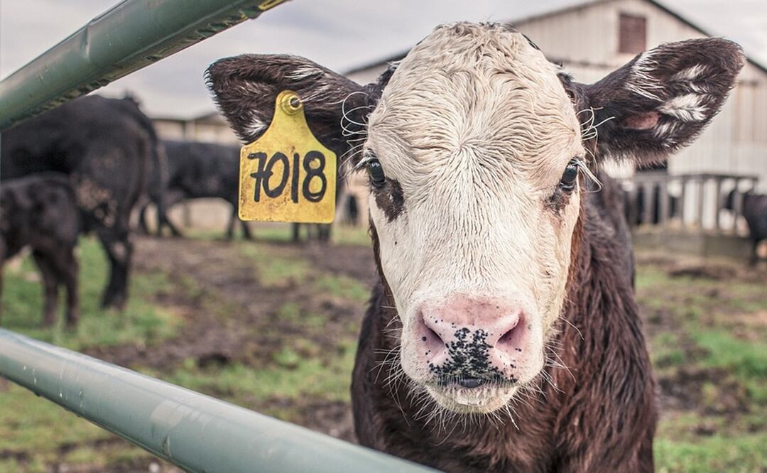 Foto: Ilustrativa. Pixabay