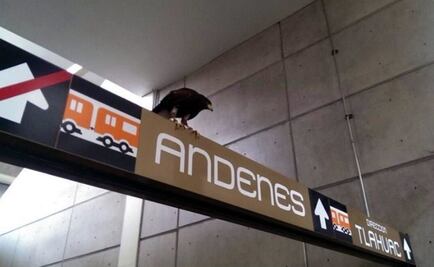 INAH "confirma" señal sagrada de águila en Metro Nopalera