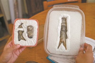 Analizan vestigios de La Media Luna