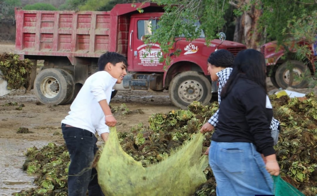 Retiran más de 3 mil toneladas de lirio en presa Yosocuta en Oaxaca; participación ciudadana impulsa limpieza. Foto: Especial