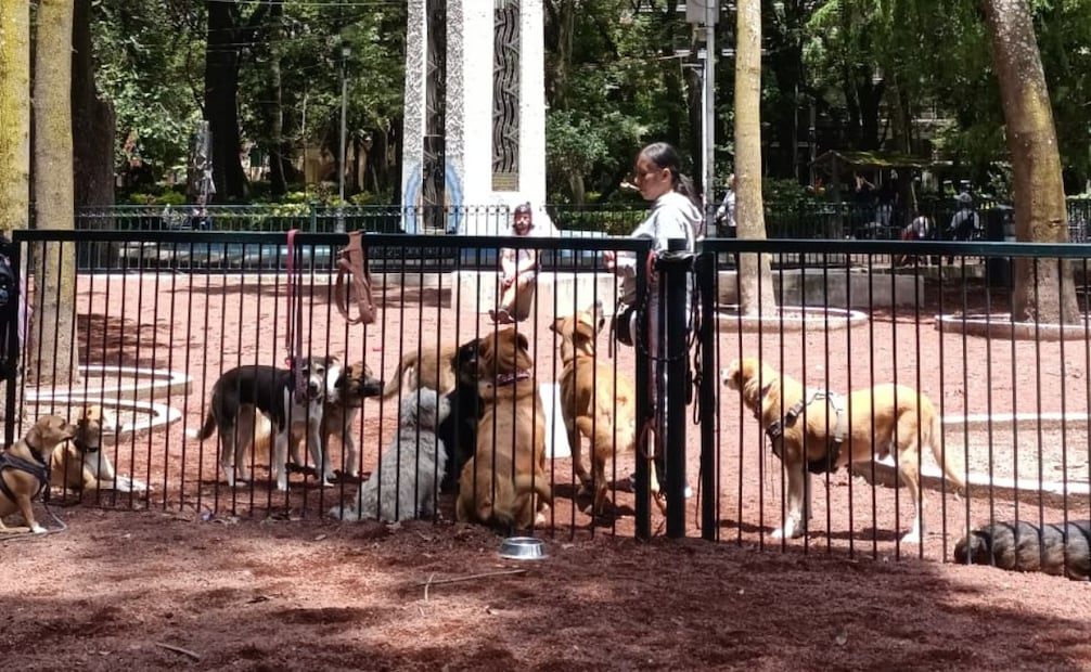 Cuauhtémoc reabre área de perros en Parque México. Foto: especial