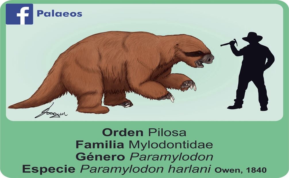 Ilustración comparativa entre el tamaño de un humano y un milodonte. Imagen: Facebook Palaeos.