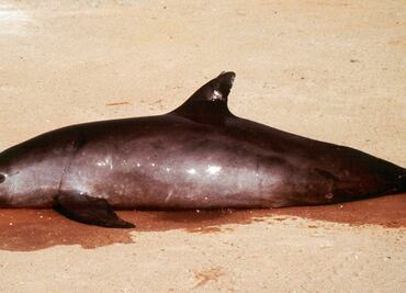 Lanzan 'SOS' por vaquita marina en día internacional para su protección