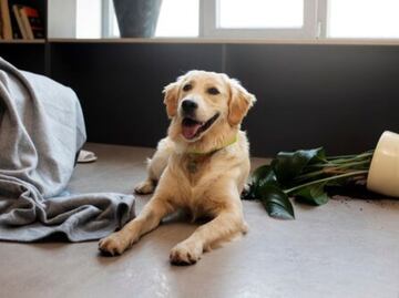 Las consecuencias de dejar a tu perro solo en casa; según educadora canina