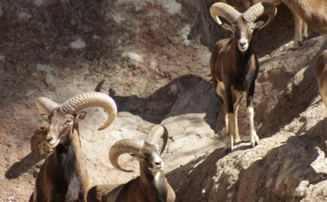 Jauría de perros ferales mata 24 borregos muflones en el Zoo de León (03/12/2025). Foto: Especial