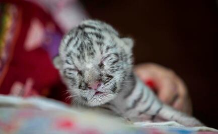 Por primera vez nace una tigresa blanca en cautiverio en América Central