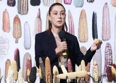 Sheinbaum contempla creación de tortillerías de maíz nativo; va por “programa ambicioso” para cultivo de maíz originario
