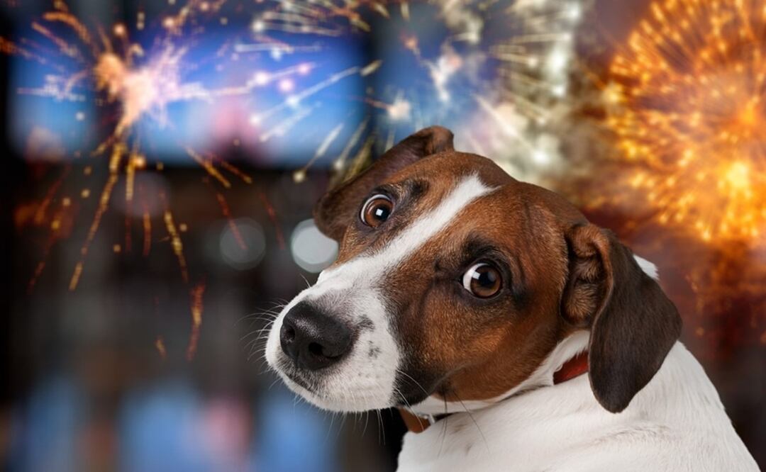 Lomito. Foto: Especial