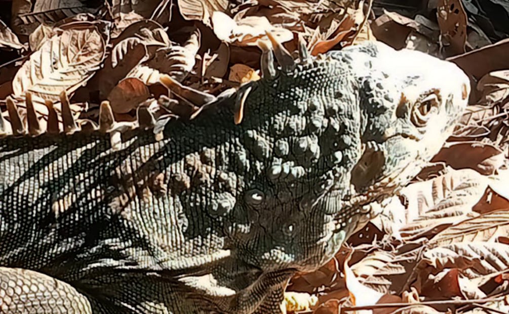 Realiza Profepa liberación de 19 ejemplares de iguana (16/06/2026). Foto: Especial