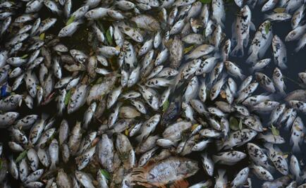 Aparecen peces muertos en presa de Sonora