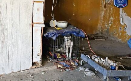 Registra PAOT 3 mil 861 denuncias por maltrato animal