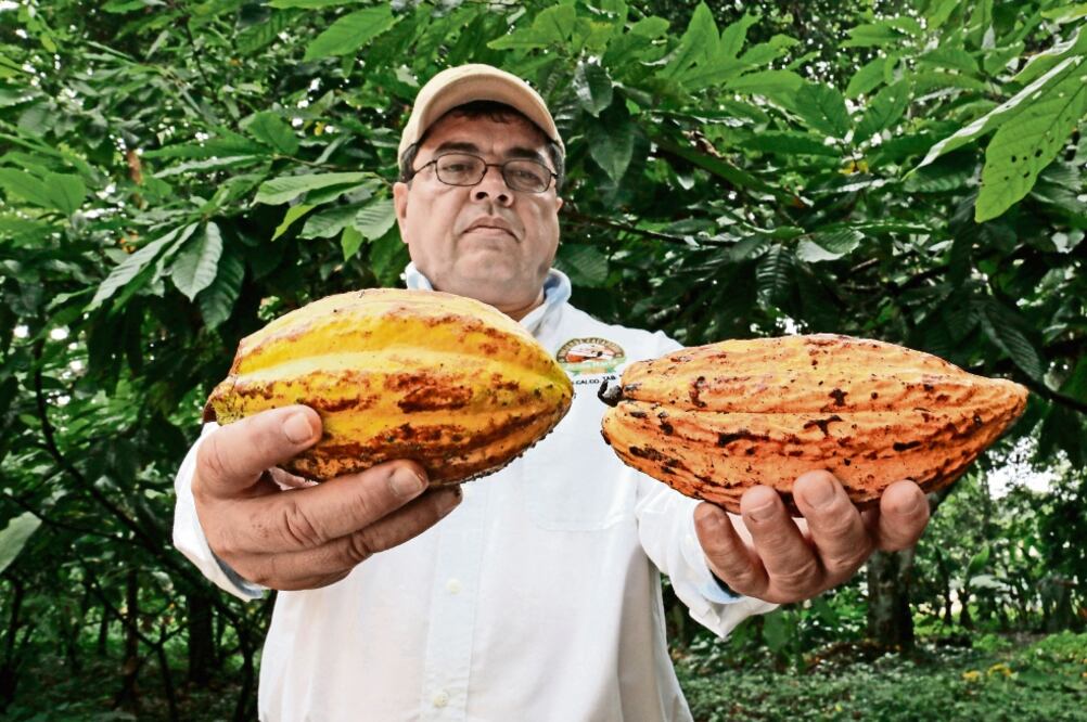 Vicente Gutiérrez Cacep, dueño de la Hacienda Jesús María, asegura que en el pasado los productores de cacao incluso seleccionaban el fruto (LUMA LÓPEZ)