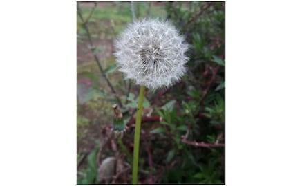 Con aloe vera y diente de león buscan crear "condones moleculares"