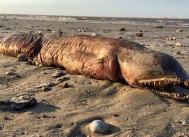 Hallan extraña criatura en Texas luego del paso de “Harvey”