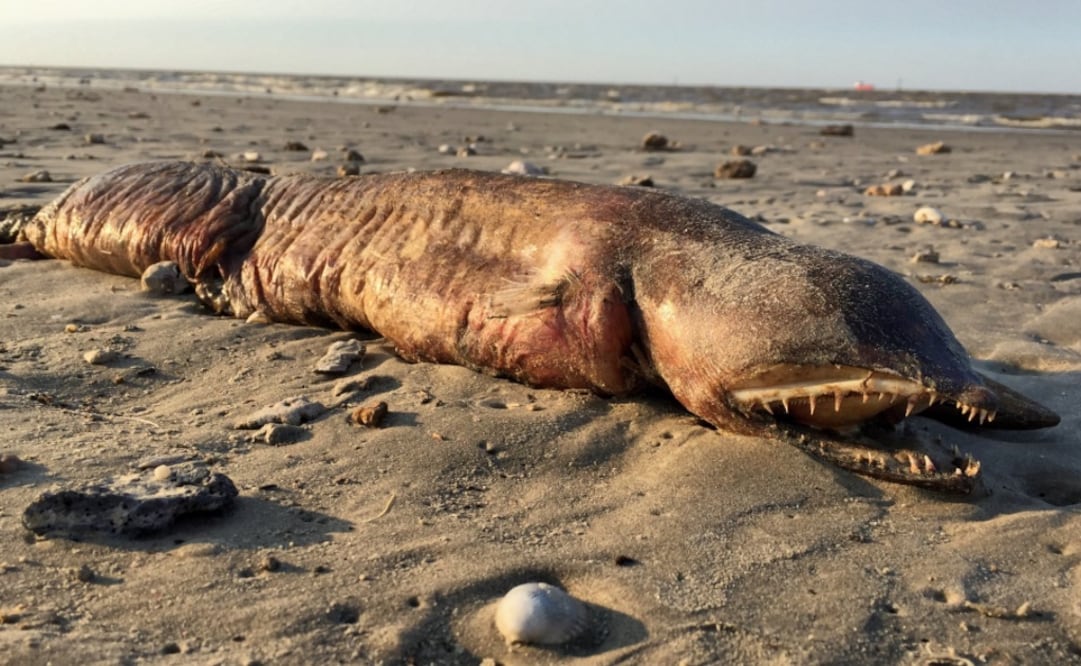 Foto: Twitter @preetalina