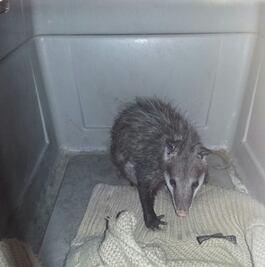 Zarigüeya da a luz en Metro Centro Médico 