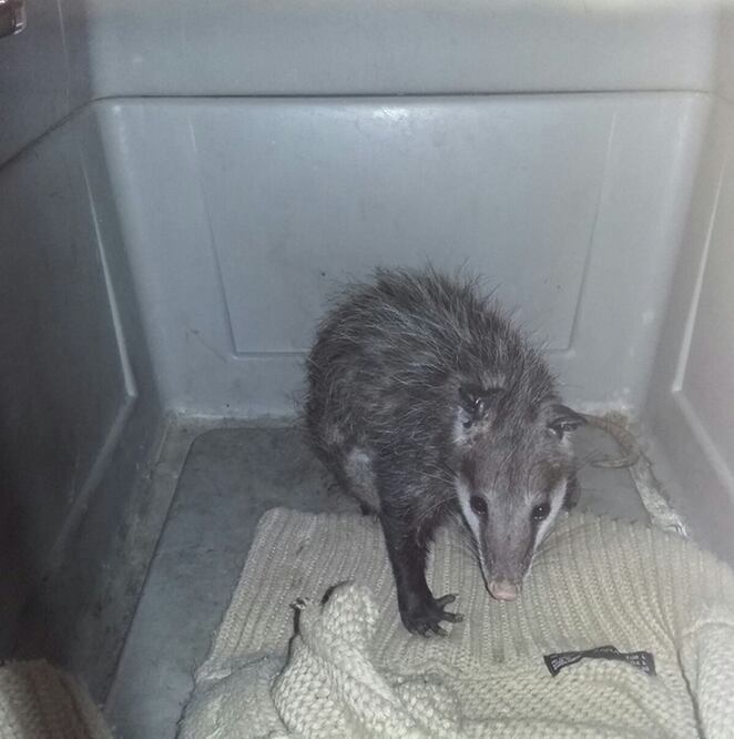 Imagen tomada del Twitter del Metro de la Ciudad de México