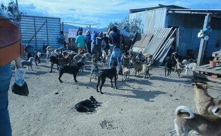 Denuncian presunto hacinamiento de más de 200 perros en refugio de Oaxaca