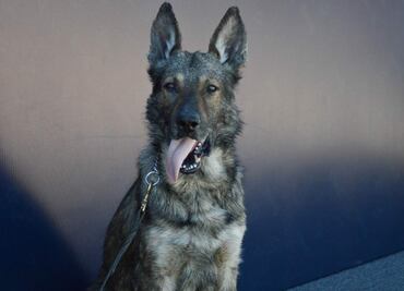 Se jubila "Sagus", agente canino antinarcóticos en BCS; realizó 77 hallazgos de drogas y armamento