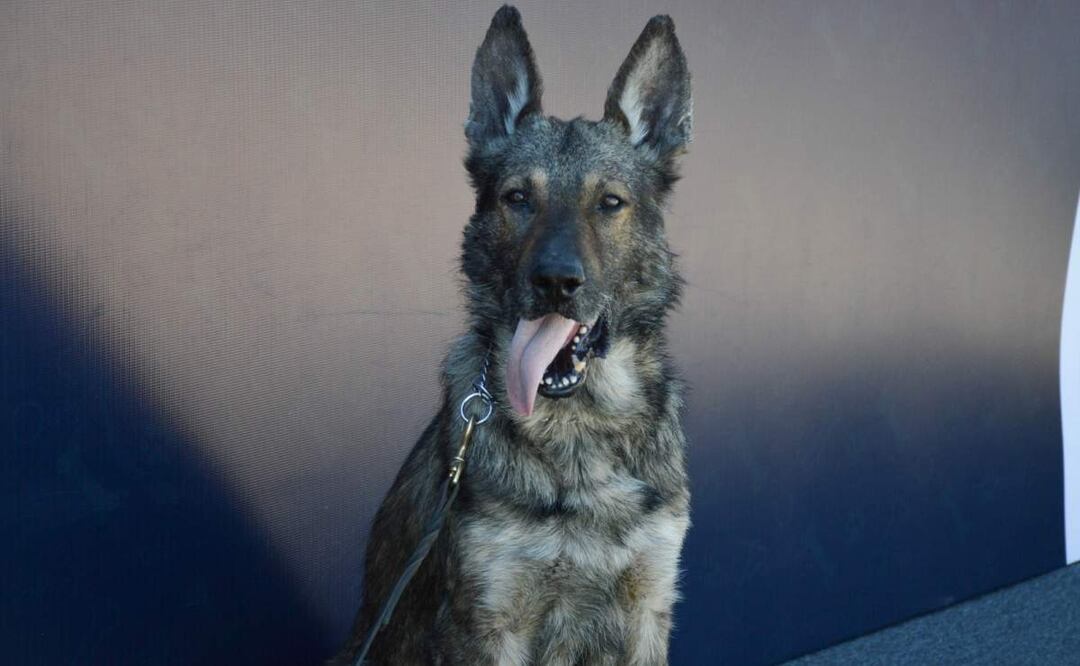 “Sagus”, un pastor belga fue reconocido por su trabajo antinarcóticos en la unidad canina de Baja California Sur (10/06/2025). Foto: Especial