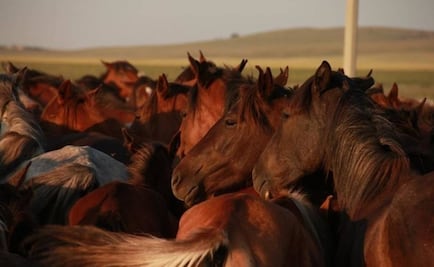 La antigua civilización que alteró el genoma de sus caballos