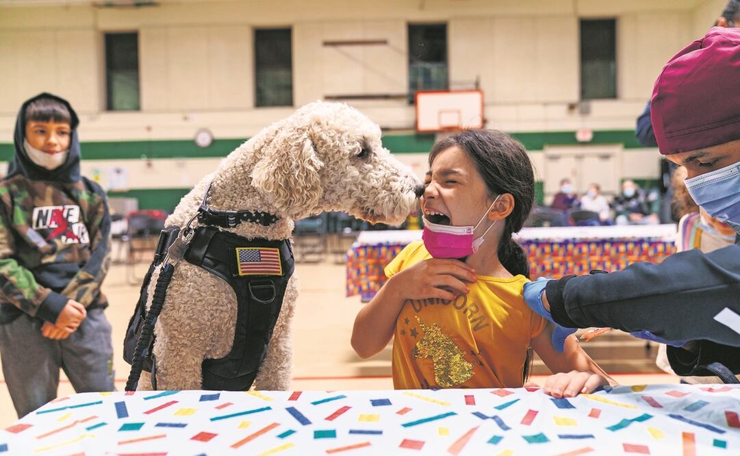 Una niña recibe su dosis contra el coronavirus, mientras la acompaña un perro del Departamento de Policía de Pawtucket, en Rhode Island. Foto: David Goldman. AP