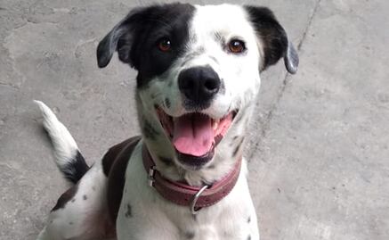 ¿Cuáles son los requisitos para adoptar un perro rescatado en el Metro?