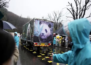 FOTOS: Fu Bao, el famoso panda gigante, regresa a China; así fue su despedida en Corea del Sur