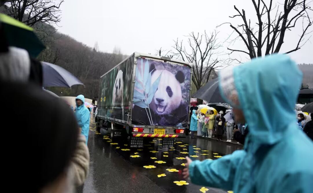Así fue la emotiva despedida del famoso panda Fu Bao en Corea del Sur. Foto: Lee Jin-man - AP
