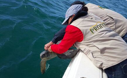 Reintegran tortuga a su hábitat natural en BC