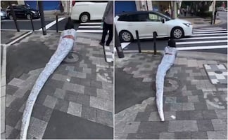 Captan a "therian" serpiente arrastrándose por la calle en Japón y video se viraliza