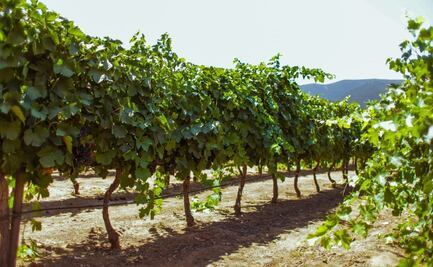“No queremos ser otro Tulum”: vitivinicultores llaman a salvar Valle de Guadalupe, BC