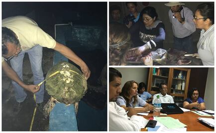 Parásito causó muerte de 118 tortugas en Oaxaca: Profepa