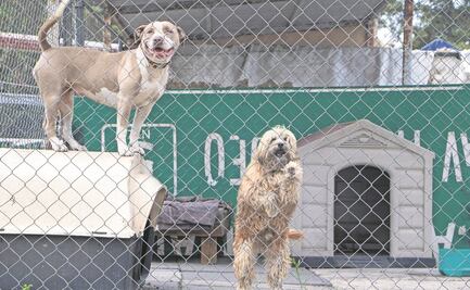 “La Ciudad de los Perros”, otra oportunidad de vivir con amor"