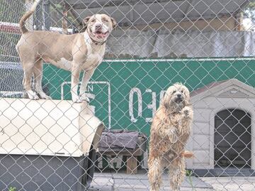 “La Ciudad de los Perros”, otra oportunidad de vivir con amor"