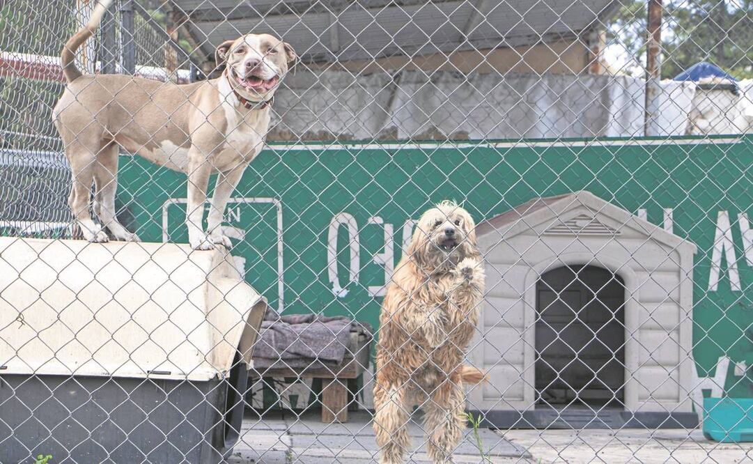Los canes ladran y se emocionan cuando ven a los policías preparar sus alimentos y en espera de que les abran para que salgan a jugar. Foto: Gabriel Pano/ EL UNIVERSAL