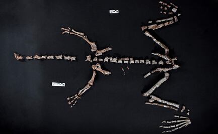 En Argentina hallan uno de los dinosaurios más antiguos del mundo