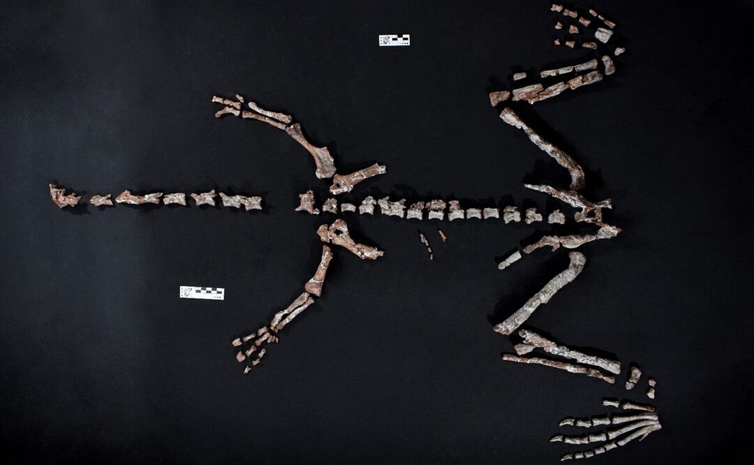 Hallan uno de los dinosaurios más antiguos del mundo en Argentina. Foto: AFP