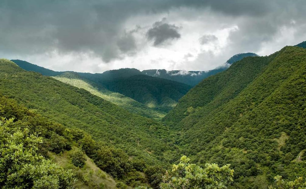 Aspectos del Parque Nacional Benito Juárez, área que resguarda una amplia biodiversidad de la serranía que rodea por el norte el Valle de Oaxaca. Foto: Especial